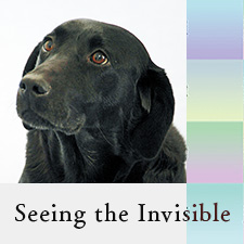 Seeing the Invisible