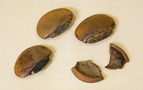 Seeds of Baillonella toxisperma, an evergreen tree of the Sapotaceae family that can grow to a height of 60 m (Gabon, Africa).