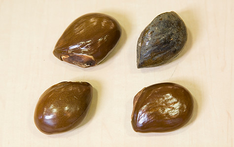 Seeds of Autranella congolensis, another member of the Sapotaceae family (Gabon, Africa)