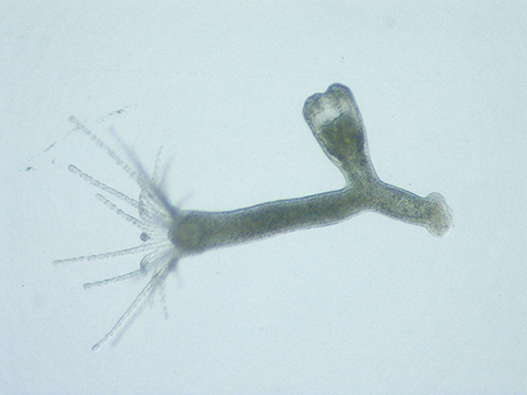 A polyp of Eugymnathea japonica sprouting a young medusa. Removed from the soft part of its bivalve host.