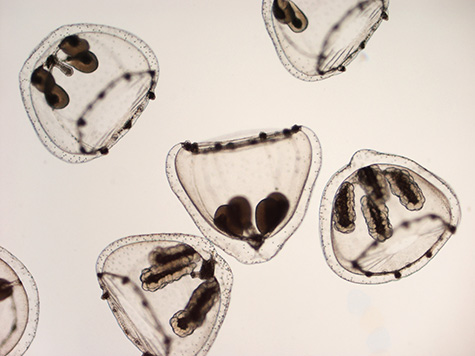 Male and female medusas of Eugymnathea japonica that have separated from their bivalve hosts.