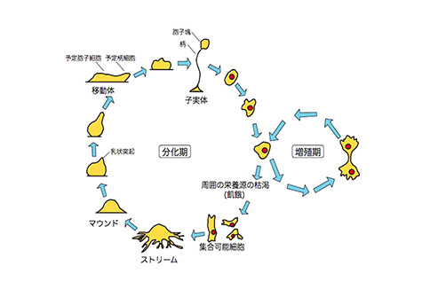 Direction of movement Region that will become sporoblasts Region that will become stalk cells