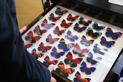 Professor Aihara’s butterfly collection. The generation of patterns on their wings is another source of raw material for chaos engineering.