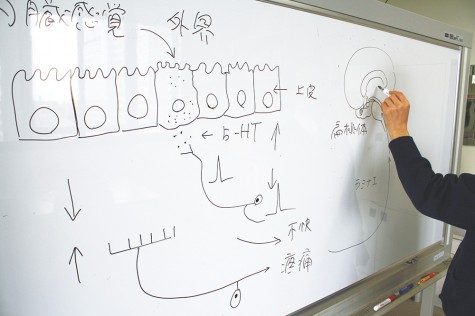 Professor Fukudo illustrates the transmission path for external stimuli from the receiving epithelial cells of the small intestine to the brain.