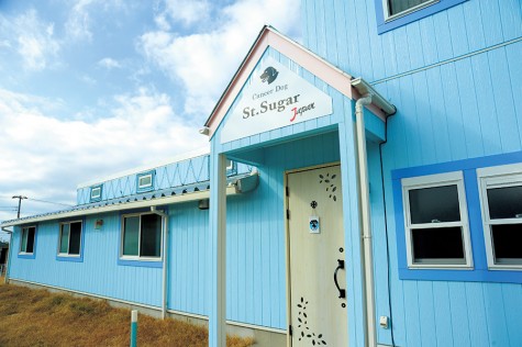 St. Sugar Japan Cancer Sniffing Dog Training Center