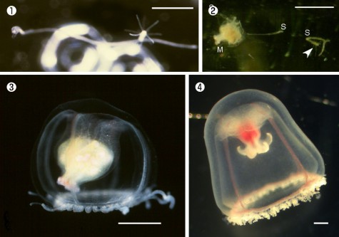 (1)和歌山県田辺湾産のベニクラゲでのクラゲからポリプへの若返り。(2)和歌山県田辺湾産の成熟雄クラゲのベニクラゲが見せた世界初の新旧合体の体（子孫のプラヌラをつくると同時に餌を食べながら生残中の口柄〈古い体〉と他の部分で若返ったポリプ〈新しい体〉）。(3)和歌山県田辺湾産のベニクラゲ（卵をもった成熟雌クラゲ）。(4)福島県いわき市産のベニクラゲ（北日本産の大型）。スケールは全て1mm。