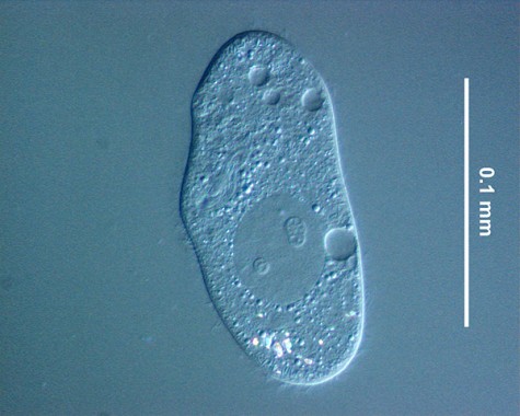 ゾウリムシ Paramecium caudatum。