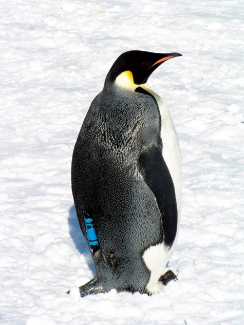 ◉データロガーを取り付けたペンギン。